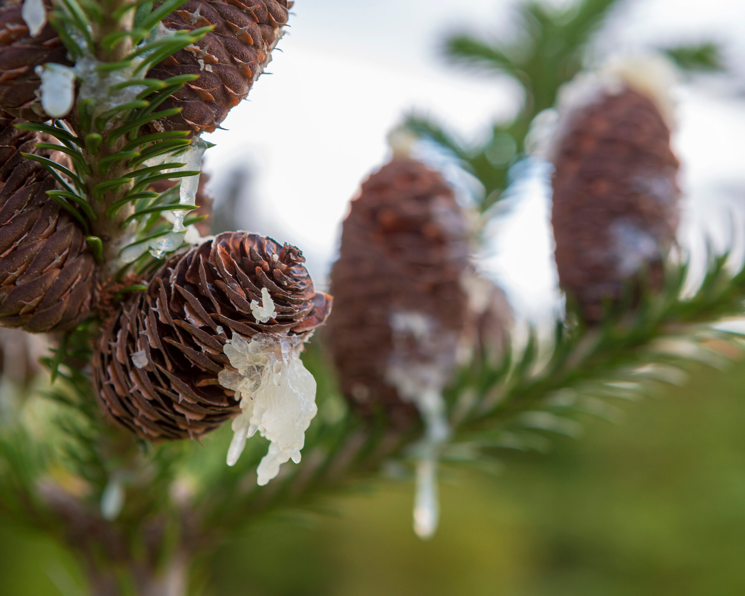 Un peu d’histoire sur la gomme de sapin